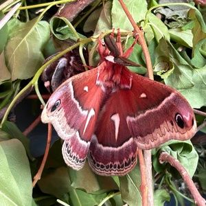 Meet your Posher, Posh